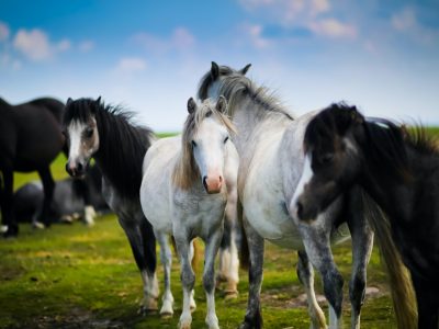 A herd of Welsh ponies